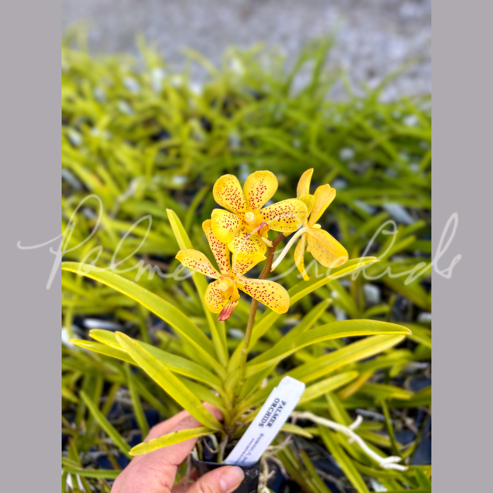 R2 南仏プロバンス ロリスイエロー Aranda Jasso's Pride — Palmer Orchids